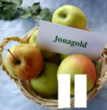 Jonagold Apple 3 dormant scion cuttings for grafting - £12.94 GBP