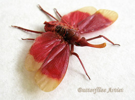 Blood Red Pyrops Hamdjahi Real Lanternfly Entomology Collectible Shadowbox - $44.99