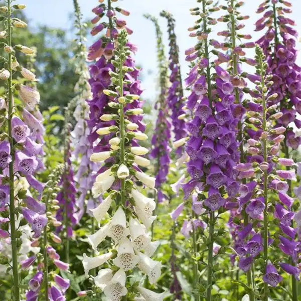 Foxglove Mixed Colors Sun/Shade Hummingbirds Love Biennial Non-Gmo 500 Seeds Gar - £6.26 GBP