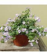 New Fresh Seeds Bacopa Seeds Bacopa Blutopia Blue Flower Seeds 10 Seeds - €11,32 EUR