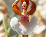 Ballerina Orchid Flowers Tiny Dancers Garden Plants 25 Seeds - $5.88