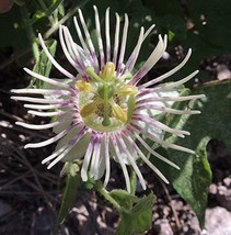 100 Seeds Cupped Passion Flower - Passifloraceae - Passiflora Bryonio - £23.12 GBP