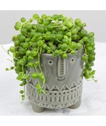 MBK 15 Seeds Bead Flowers Tree Bulk Seeds - $13.09