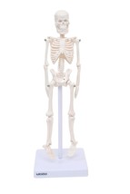 Micro skeleton model, 21cm height,anatomical learning Human skeleton for student - £43.78 GBP