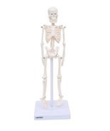 Micro skeleton model, 21cm height,anatomical learning Human skeleton for... - £42.56 GBP