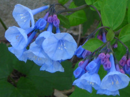 Virginia Bluebell wild flower 10 root- shade lover (Mertensia) image 3