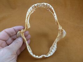 sj470-201) 5" Tiger SHARK B grade jaw sharks jaws teeth taxidermy educat... - $34.99
