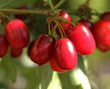 Cornelian Cherry   Cornus Mas   20 Authentic Seeds - $7.43