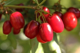 Cornelian Cherry   Cornus Mas   20 Authentic Seeds - £5.93 GBP