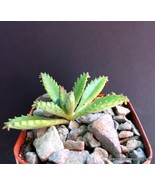 Semilir 2&quot;&quot; Kalanchoe Houghtonii Mother Of Thousands Hybrid Chandelier P... - $316.48 MXN