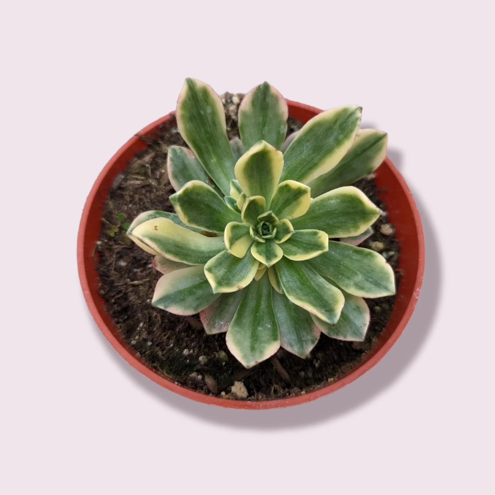 Aeonium Sweet Tea Succulent Plant - $23.21