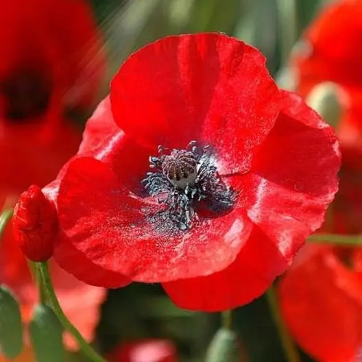 1500 Seeds Poppies RED CORN Flanders Field Poppy Wildflower Heirloom USA... - £11.00 GBP