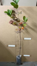 3 ft tall 2-3 year old Aronia melanocarpa - Black chokeberry, plant - $36.00
