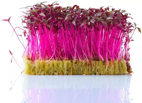 Fresh 200 Red Amaranth Seeds For Growing Microgreen Sprouts Ship From Usa - £15.78 GBP