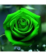 Bright Green #29 Rose Rose Bush 50 or 100 Seeds~Rare-Free Shipping-USA S... - €2,84 EUR+