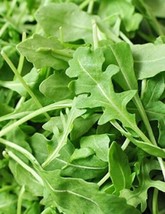 Roquette Arugula Seeds, Rocket, Colewort, Slow Bolt, NON-GMO, FREE SHIPPING - $1.97+