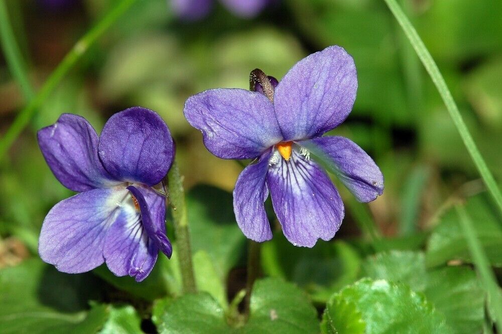 Bare Root Live Garden Plant Sweet Violet Viola Odorata Perennial  - £34.44 GBP