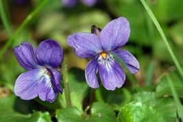 Bare Root Live Garden Plant Sweet Violet Viola Odorata Perennial  - £35.01 GBP