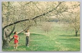 Apple Blossom Time Orchard Scene Cumberland Valley Maryland 1960s Vtg Postcard - £10.78 GBP