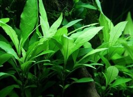 Hygrophila Angustifolia Corymbosa - Freshwater Live Plants  SUPER PRICE!... - $4.94