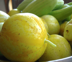 Fresh Seeds 100 Lemon Cucumber Cucumis Sativus Fruit Vegetable Seeds - £13.01 GBP