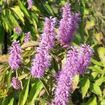 Top USA Seller Vietnamese Mint Balm Seeds Elsholtzia Cristata Packet Of 40 Seeds - £18.72 GBP