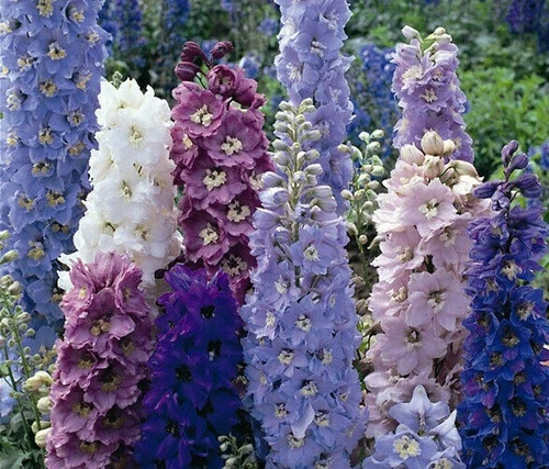 THJAR Delphinium Magic Fountain Mix 25 perennial seeds - $89.56 MXN