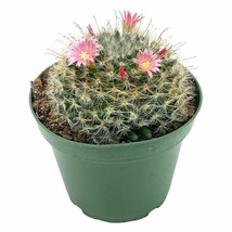 Powder puff cactus, Mammillaria bocasana, powderpuff, fishhooks, 4 inch - $14.89