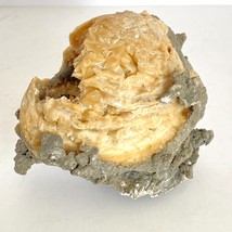 Fossil Mercenaria Clam w/ Amber Calcite Crystals Inside Ft Drum FL Speci... - $1,149.95