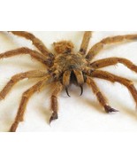 Golden Starburst Tarantula Pterinochilus Murinus Orange Baboon Framed Sh... - $188.79 CAD