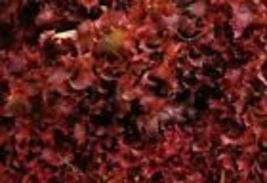 600+  Ruby Red Lettuce Seeds Vegetable Garden Heirloom NON-GMO USA  - £6.67 GBP
