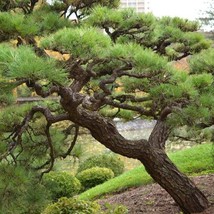 Japanese Black Pine Tree Seeds - $8.99