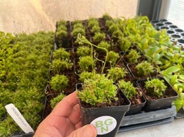 Drosera spatulata – Spoon-leaf Sundew - Carnivorous Plant - $15.02