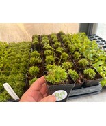 Drosera spatulata – Spoon-leaf Sundew - Carnivorous Plant - $26.32 CAD