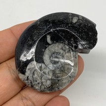38.6g, 2.2&quot;x1.6&quot;x0.7&quot;, Goniatite Ammonite Polished Mineral from Morocco, F1990 - £9.59 GBP