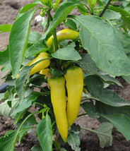 100 Organic Hungarian Sweet Wax Banana Pepper Seeds Heirloom Fresh Garde... - $14.25