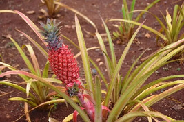 15 Singapore Red Pineapple Seeds Planting Gardening USA SHIPPING - £10.20 GBP