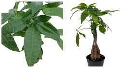 4&quot; Pot - Twisted Money Tree - Pachira - Easy to Grow House Plant - £38.48 GBP