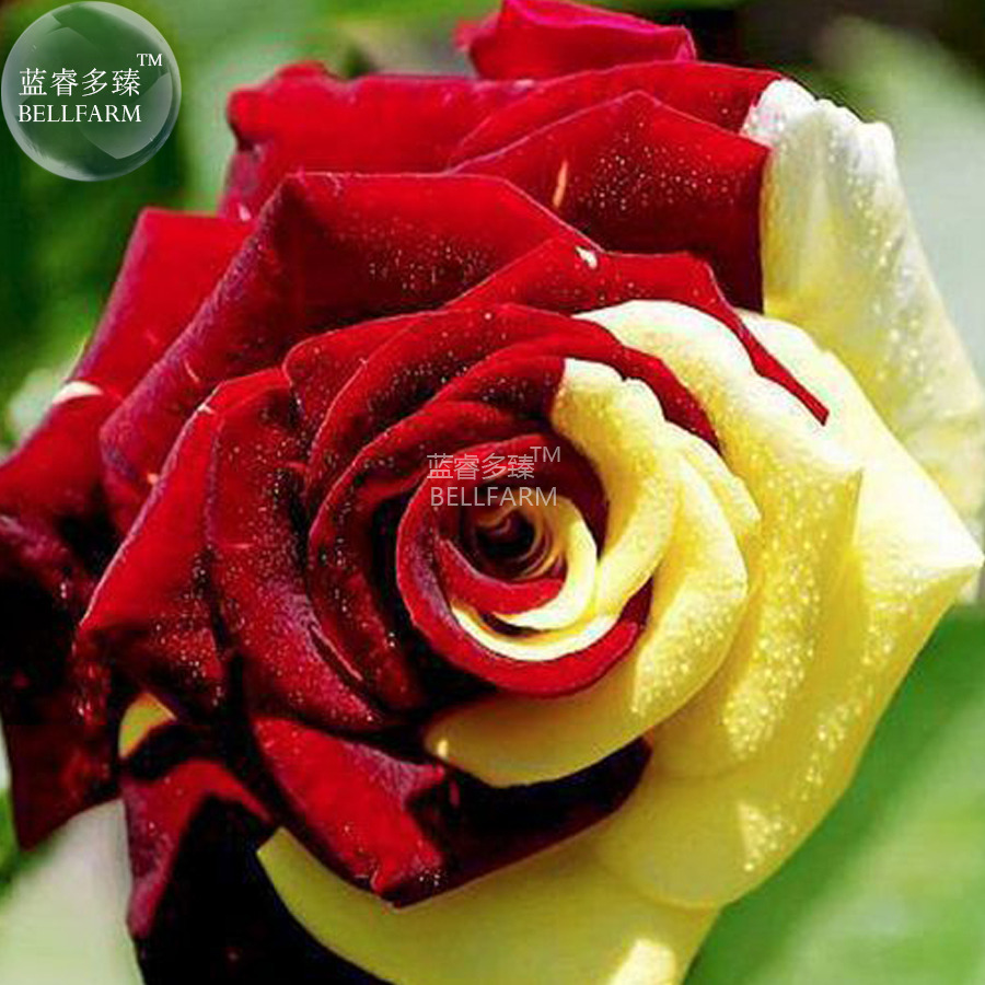 Rose Red Yellow Flower Seeds 50 Seeds - $7.99
