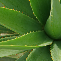 Green Aloe Vera Plants Edible Beauty Edible Cosmetic 50 PCS Seeds - $10.63