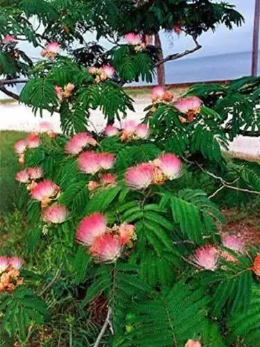 Albizia Julibrissin Mimosa Tree Persian Silk Tree 10 Seeds Fresh Garden - £18.85 GBP
