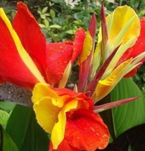 Goodidea 10Pcs/Pack Canna Seeds Plants Indoor Outdoor Pot Flower Seed Home Garde - £4.92 GBP