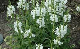 50 Pcs White Physostegia Obedient Flower Seeds #MNSS - £11.93 GBP