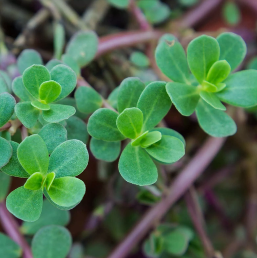 HT 2000 Green Purslane Seeds  Heirloom, Nongmo  Usa  Planting Seeds - $7.99