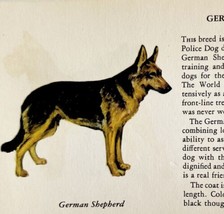 German Shepherd 1939 Dog Breed Art Ole Larsen Color Plate Print Antique PCBG18 - £23.88 GBP