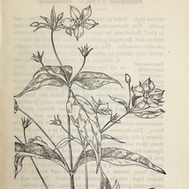 1905 Steironema Wild Flower Print Pen &amp; Ink Lithograph Antique 6.75 x 3.75&quot; - £13.77 GBP