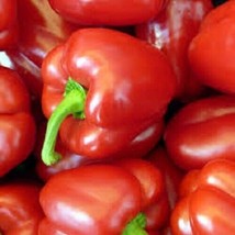 Premium Big Red Sweet Bell Pepper Seeds Very Sweet When Ripe Fresh Organic - £7.11 GBP