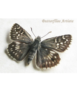 Safflower Skipper Pyrgus Carthami Real Butterfly Framed Entomology Shado... - $77.45 CAD