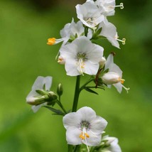 Polemonium Seeds White Jacobs Ladder Flower Seed 2000 Seeds Fresh Seeds Fast Shi - £15.45 GBP