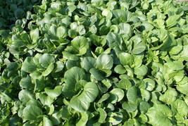 1000 Tat Soi Chinese Cabbage Seeds - £4.33 GBP